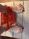 Private Photo of coppia6977-